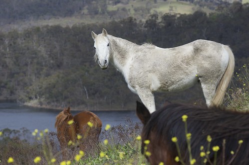 horses australia lithgow eagleviewescape