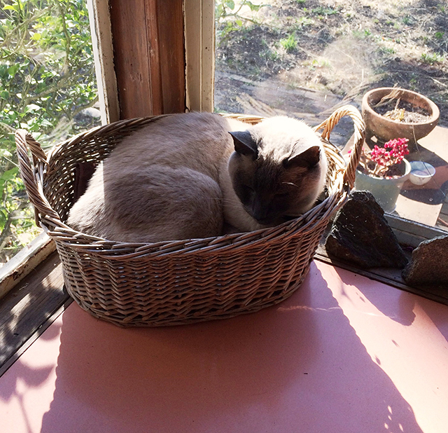 cat in a basket, afternoon sunshine