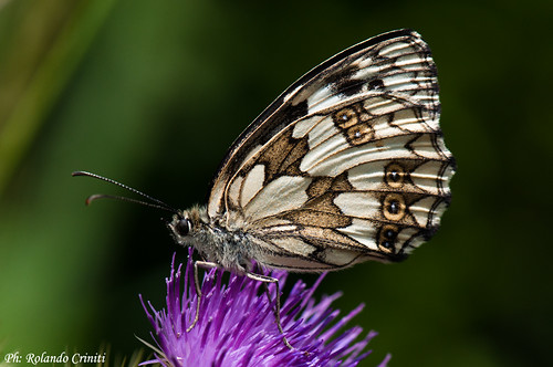 macro natura farfalla melanargiagalathea faiallo