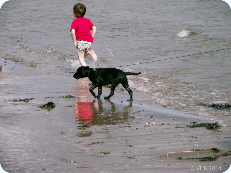 black lab labrador puppy on the beach