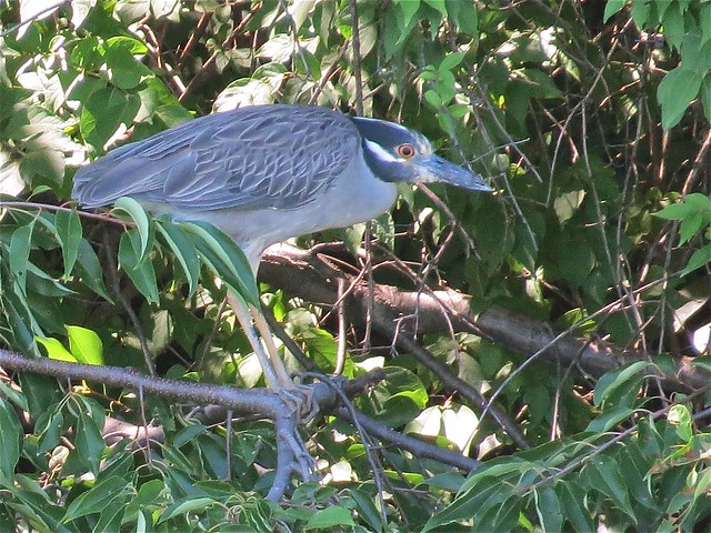 Yellow-crowned Night-heron at Kaufman Lake in Champaign, IL 03