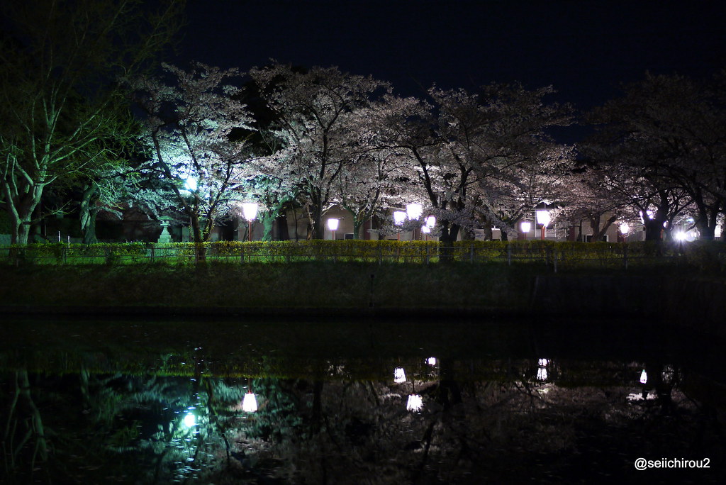 鶴岡公園夜桜