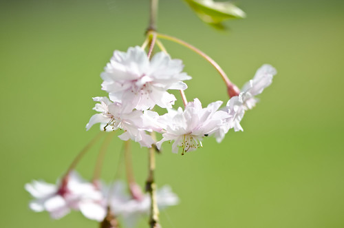 Cherry blossoms on green