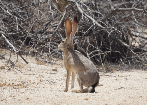 Black-tailed hare