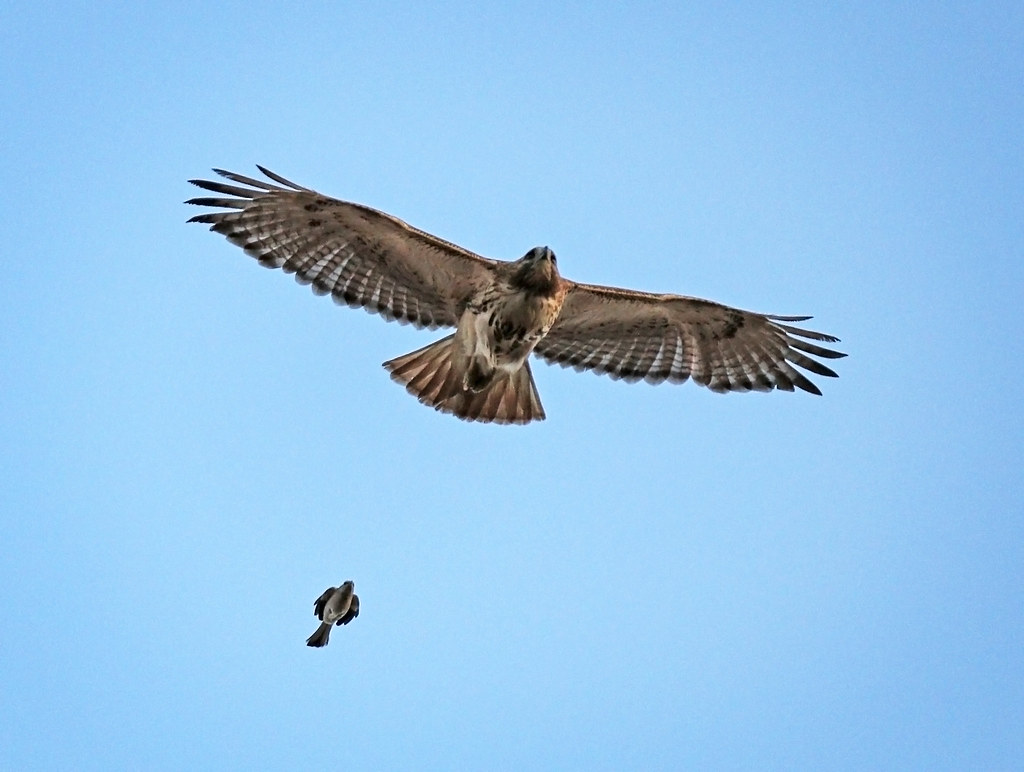 Dora the hawk under attack by a blue jay