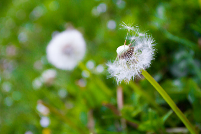 Dandelion seeds, half gone with the wind