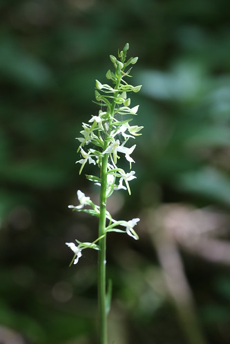 Lesser Butterfly-orchid, Platanthera bifolia