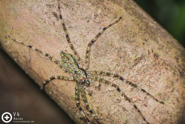 Lichen Huntsman Spider (Pandercetes sp.)