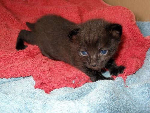 Salem, gatito negro muy guapo nacido en Mayo´14, en adopción. Valencia. ADOPTADO. 14312483601_585b9b1aae