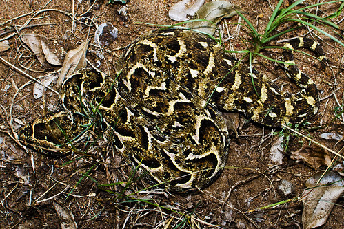 africa trip camp brown color animal reptile snake places 365 campground habitat viper swaziland herp adder vertebrate puffadder anthropogenic bitisarietans