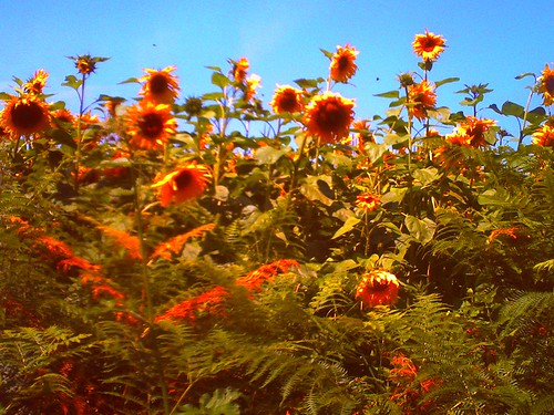 186/365 • sunflowers