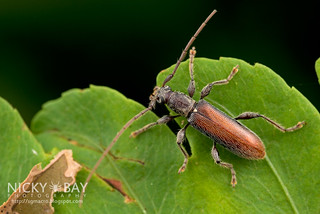 Longhorn Beetle (Ceresium furtivum) - DSC_8894