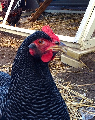 closeup of large barred Plymouth Rock hen looking for treats. Coop and Barnevelder hen in the background
