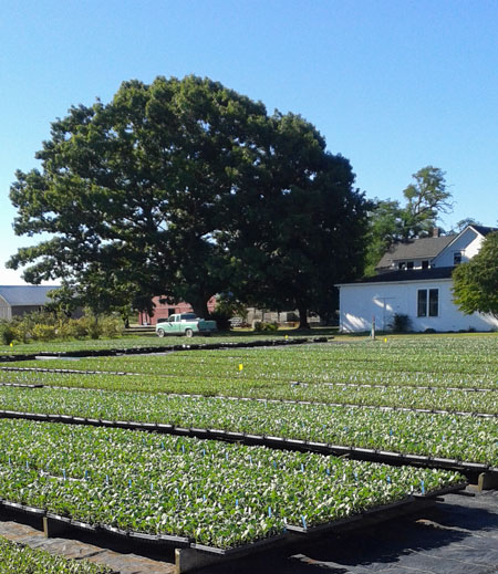 Hedlin Farm Cabbage Seeds
