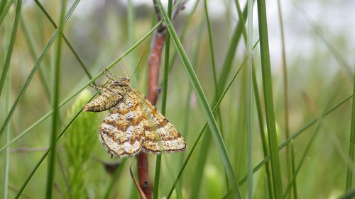 f16woo46 titusbog peatlandsproject eriecounty epelistruncataria blackbandedorangemoth moth lep insect rare