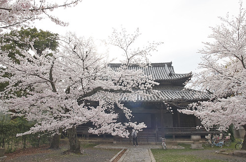【写真】2014 桜 : 立本寺/2020-03-01/IMGP5734