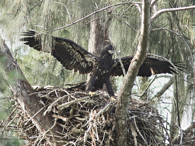 Bald Eaglet Glory alone on nest 4-20140404