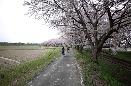 桜の花、舞い上がる道を 2014