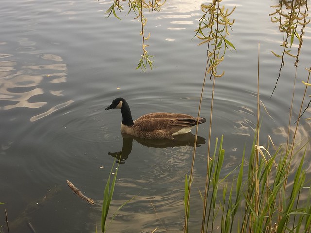 Canada Geese in Grenadier Pond, High Park (2)