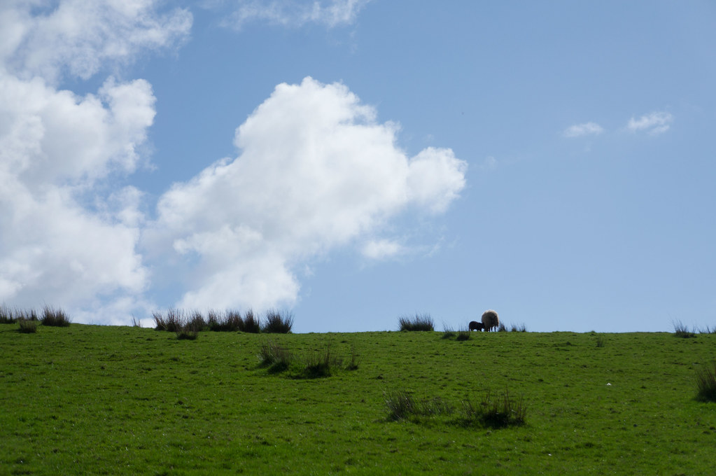 Clouds and sheep