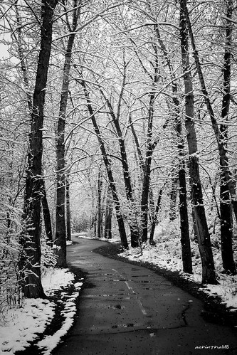 trees winter blackandwhite bw snow canada calgary canon walking path alberta grayscale bnw winterwonderland winterlandscape wolderland