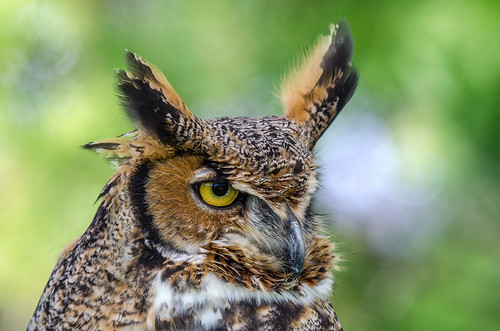 bird nature festival nikon great sp owl di captive tamron vc birdofprey usd greathornedowl horned colonelsamuelsmithpark f563 d7000 150600mm
