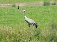 WWT Slimbridge: Common Crane (Gloucestershire)
