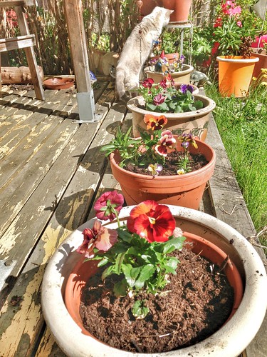 planting pansies