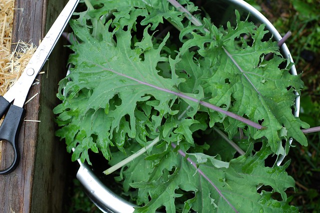 First kale harvest by Eve Fox, the Garden of Eating blog, copyright 2014