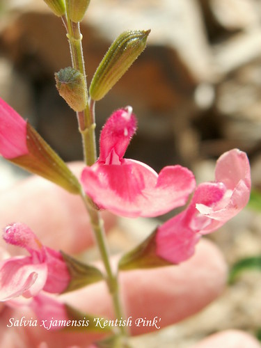 Salvia x jamensis 'Kentish Pink'