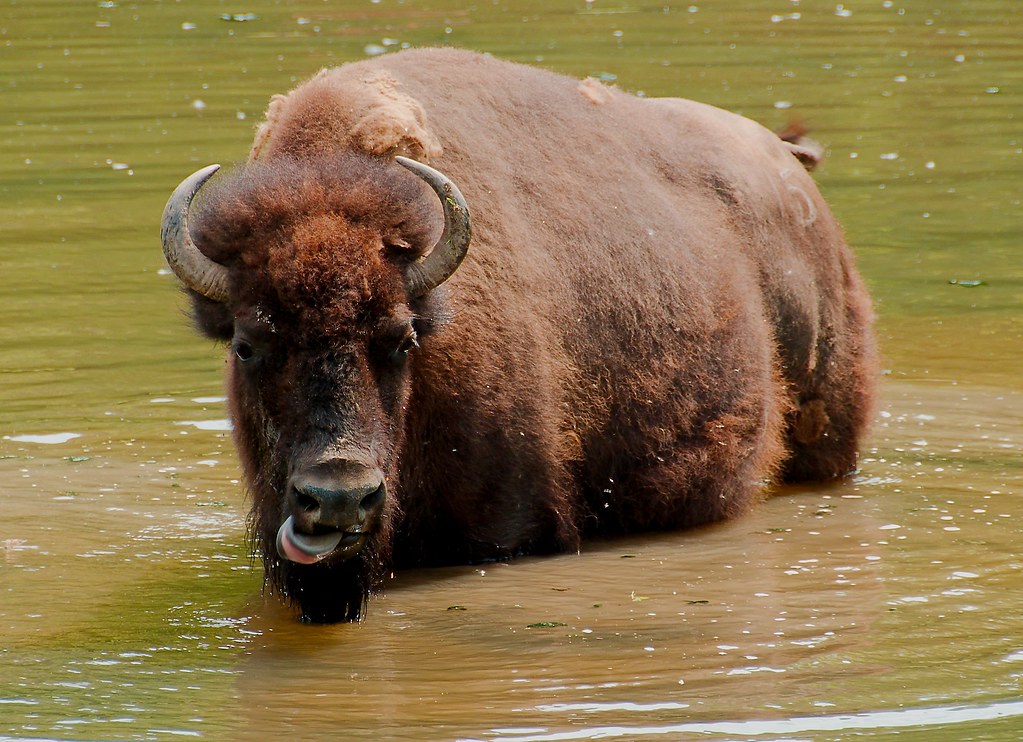 Bison (Bison bison (Bison bison (Bison bison (Bison bison))))