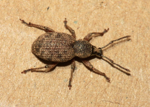 Clay Coloured Weevil 29180