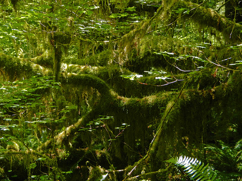 Hall of Mosses Trail in the Hoh Rainforest