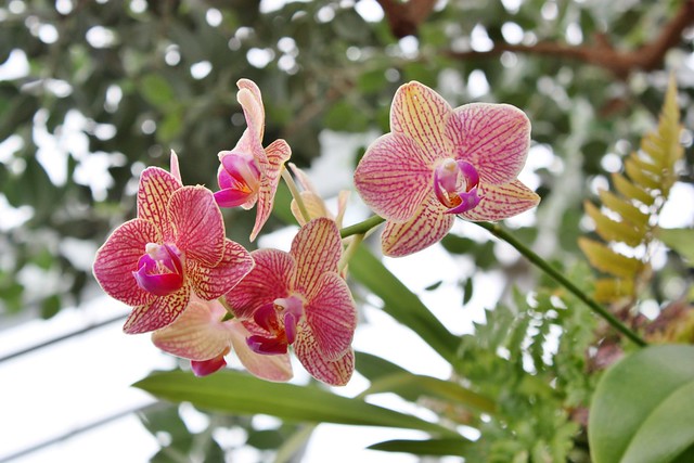biltmore-estate-conservatory-orchids