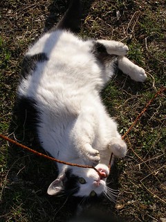 Cat Playing with Cord