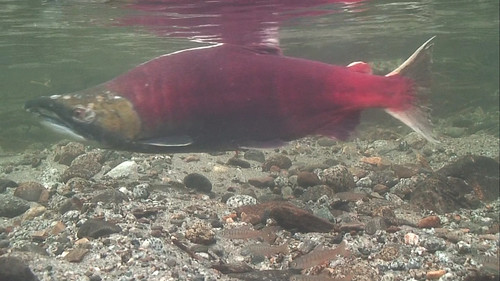 A male sockeye swims in Alaska’s Steep Creek on the Tongass National Forest. Just below the sockeye are coho fry. (U.S. Forest Service/Pete Schneider)