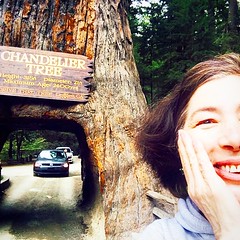 #tree #drive #through #california #tourism #lynnfriedman