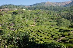 Plantacje herbaty wokół Munnar