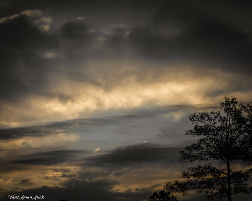 nature clouds tree sunrise dawn
