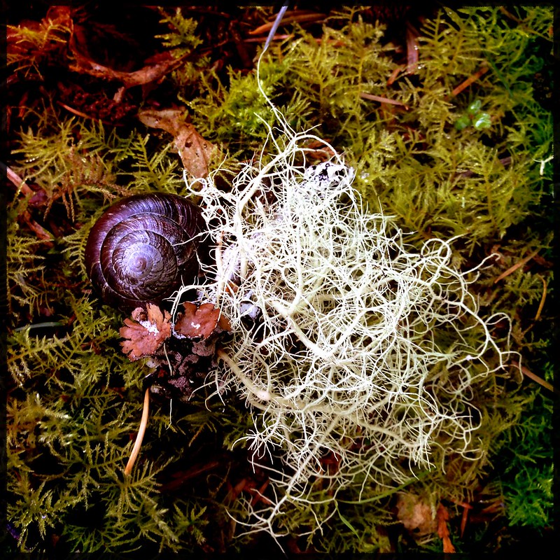 snail and lichen on estuary forest trail