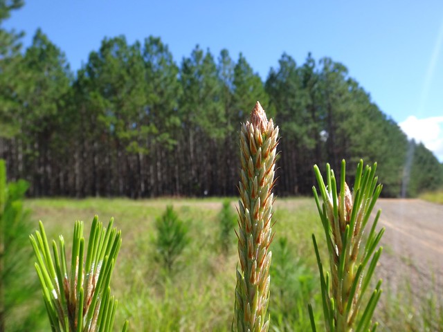 Pine Plantation Forest