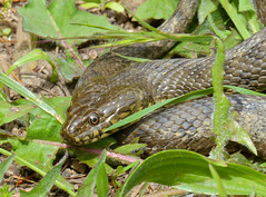 Viperine Snake (Natrix maura) - Photo of Ceilhes-et-Rocozels