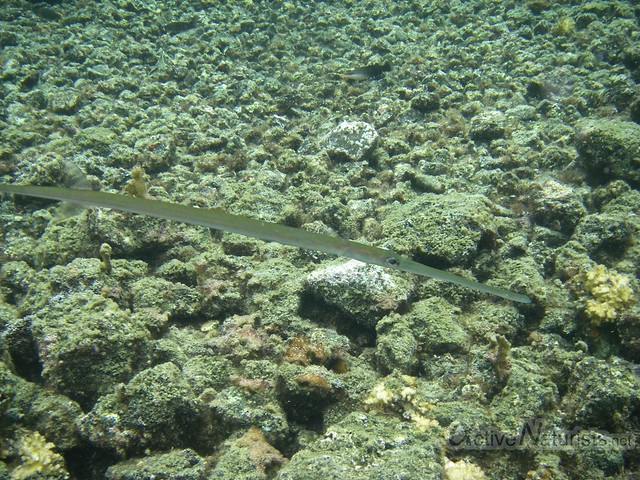 needle fish 0000 Kapoho tide pools, Hawaii, USA