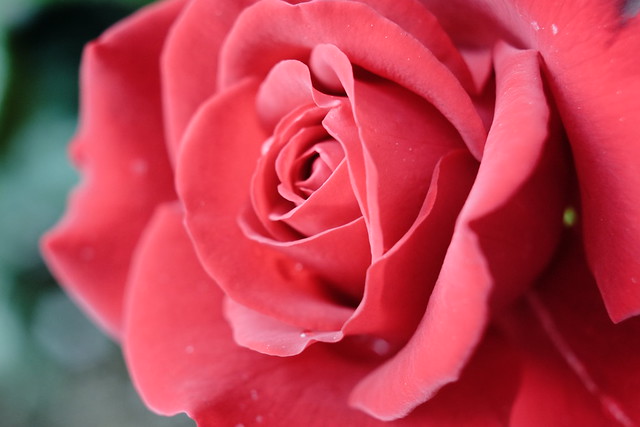 rose 薔薇