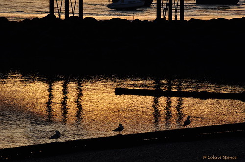 sea sun reflection water sunrise gold seagull gull reflect