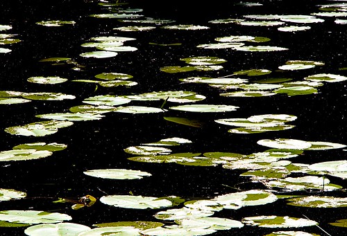 water leaves waterlilies shimmering glimmering