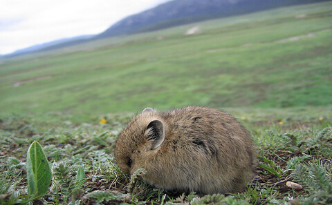 青藏高原的鼠兔被誤為是草原退化原因。圖：ventdroit