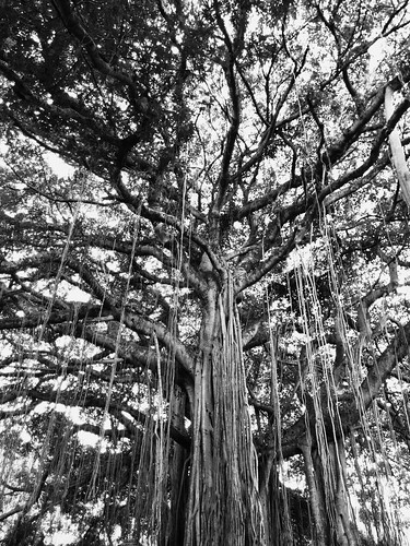 camera white black tree love photography photo loop infinite nexus