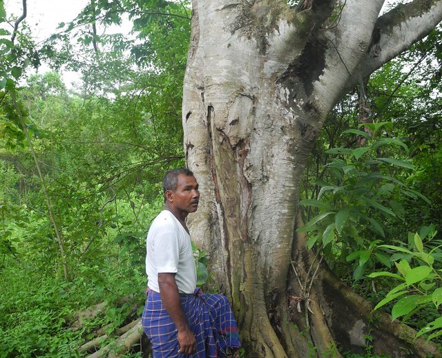 Jadav Payeng in his forest.
