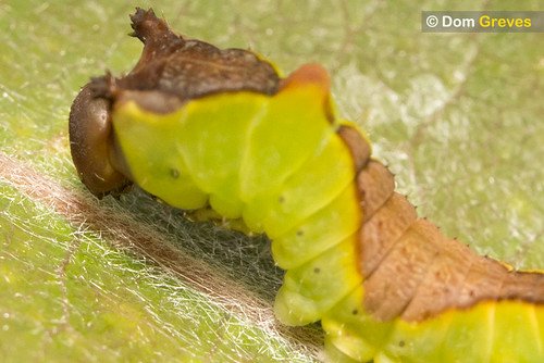 Third instar puss moth larva resting on silk pad on aspen leaf